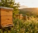 عسل للفطور اليومي من Natural Organic Honey