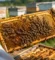 عسل هدية للزوج من Natural Organic Honey