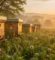 عسل الأثل الملكي من Natural Organic Honey