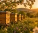 عسل الأعشاب الطبيعي من Natural Organic Honey