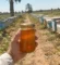 عسل مع الحليب من Natural Organic Honey