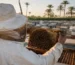 عسل خام بدون إضافات من Natural Organic Honey