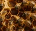 عسل افضل انواع في مصر 260 من Natural Organic Honey