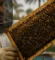 عسل افضل انواع في مصر 259 من Natural Organic Honey