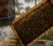 عسل افضل انواع في مصر 259 من Natural Organic Honey